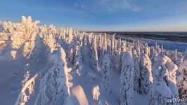 Лес на склоне холма Кунтиваара