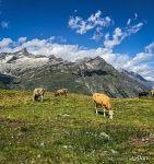 Коровы в Альпах Коровы в Альпах