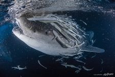 Китовая акула и рыбы