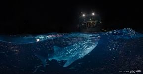 Сплит-панорама с китовой акулой