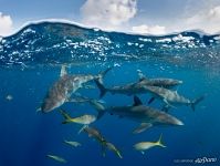 Обитатели Карибского моря