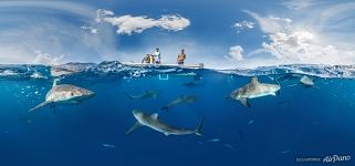 Сплит-панорама с акулами