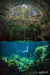 Мангровые леса Мангровые леса