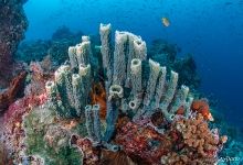Губки и кораллы