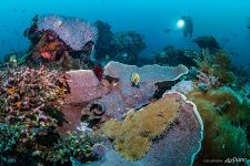 Коралловый риф и рыбки