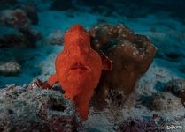 Редкая рыба отряда брахионихтиевые. Thymichthys politus, the red handfish