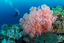 Роскошный коралл