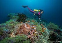 Подводный мир Мальдив