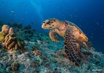 Морская черепаха