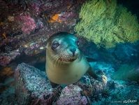 Галапагосский морской лев Галапагосский морской лев