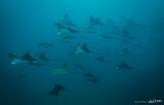 Spotted eagle rays. Galapagos, Ecuador