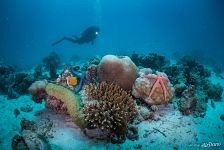 Морские звезды, кораллы Морские звезды, кораллы
