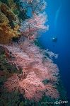 Розовые кораллы
