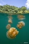 Золотые медузы. Сплит