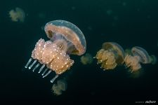 Золотые медузы