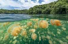 Сплит с медузами Сплит с медузами