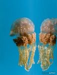 Золотая медуза (лат. Mastigias papua)