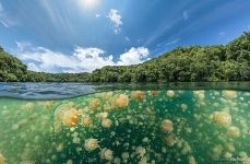 Сплит с медузами Сплит с медузами