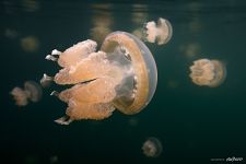 Золотые медузы Золотые медузы
