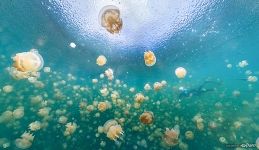 Подводная панорама озера Медуз Подводная панорама озера Медуз