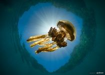 Золотая медуза