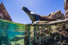 Морской лев. Море Кортеса, остров Лос Ислотес Морской лев. Море Кортеса, остров Лос Ислотес