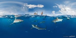 Архипелаг Сады Королевы, Куба. Сплит-панорама с акулами