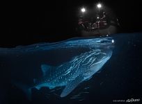 Китовая акула, Мальдивы