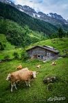 Коровы в Бернских Альпах