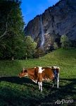 Корова в долине водопадов Лаутербруннен