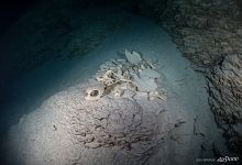 Скелет большой черепахи Скелет большой черепахи