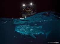 Китовая акула ночью