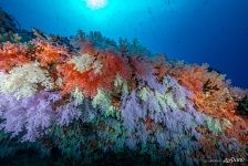 Разноцветные кораллы