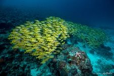 Луцианы и морская звезда Луцианы и морская звезда