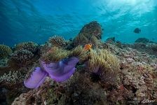 Подводный мир Мальдив Подводный мир Мальдив