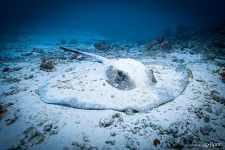 Под водой на Мальдивах Под водой на Мальдивах