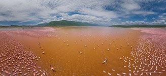 Кения, фламинго, озеро Богория