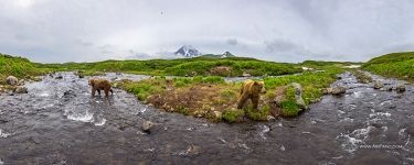 Bears in the Kambalnaya river. Kamchatka, Russia