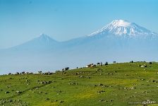 Коровы и горы Арарат
