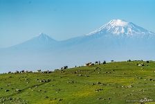 Коровы и горы Арарат Коровы и горы Арарат