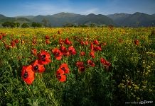 Маковое поле в Армении