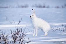 Обитатели Полярного Урала №7 Обитатели Полярного Урала №7