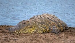 Крокодил Крокодил