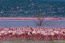 Фламинго, Кения, озеро Богория №10