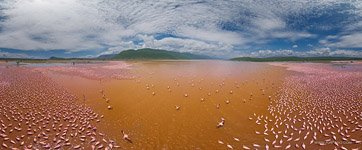 Фламинго, Кения, озеро Богория №34