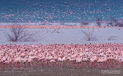 Фламинго, Кения, озеро Богория №12
