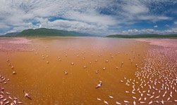 Фламинго, Кения, озеро Богория №36
