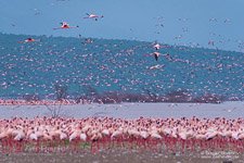 Фламинго, Кения, озеро Богория №11
