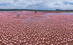 Фламинго, Кения, озеро Богория №6