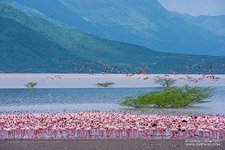 Фламинго, Кения, озеро Богория №9